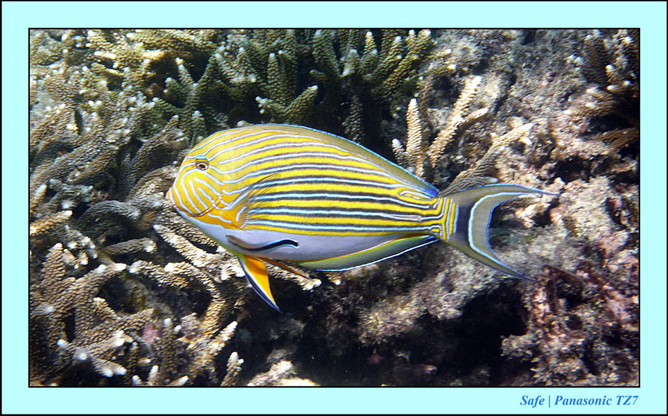 2011 - 08 - Borneo - Sipadan 055